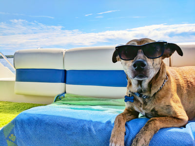 Essential tips for taking your dog on holiday with you