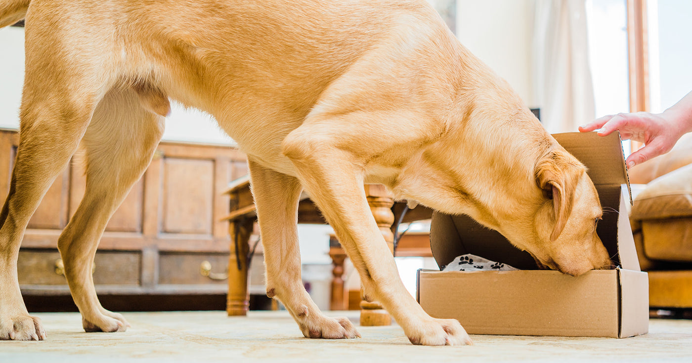 Subscribers Natural Treat Selection Box - Distinctive Pets