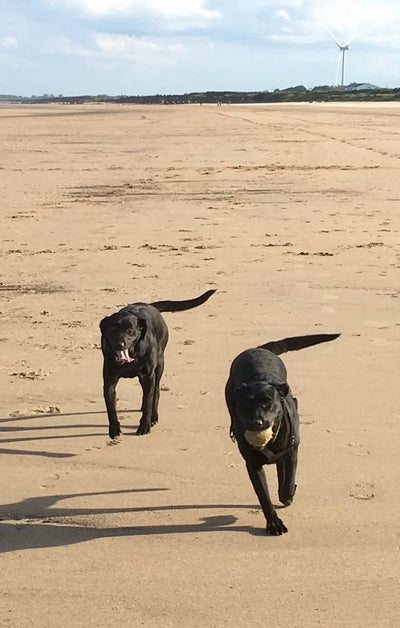 Dog Friendly places in and around Bridlington, Yorkshire