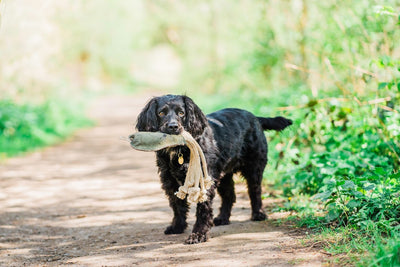 Sustainable Fetch - The benefits of Eco Friendly Dog and Cat Toys.