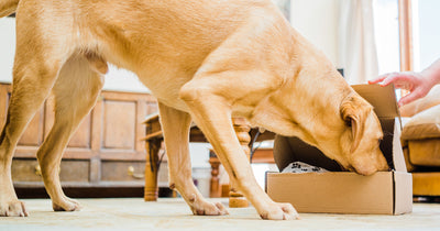 Subscribers Natural Treat Selection Box - Distinctive Pets
