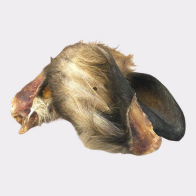 Hairy Cow's Ear - Distinctive Pets